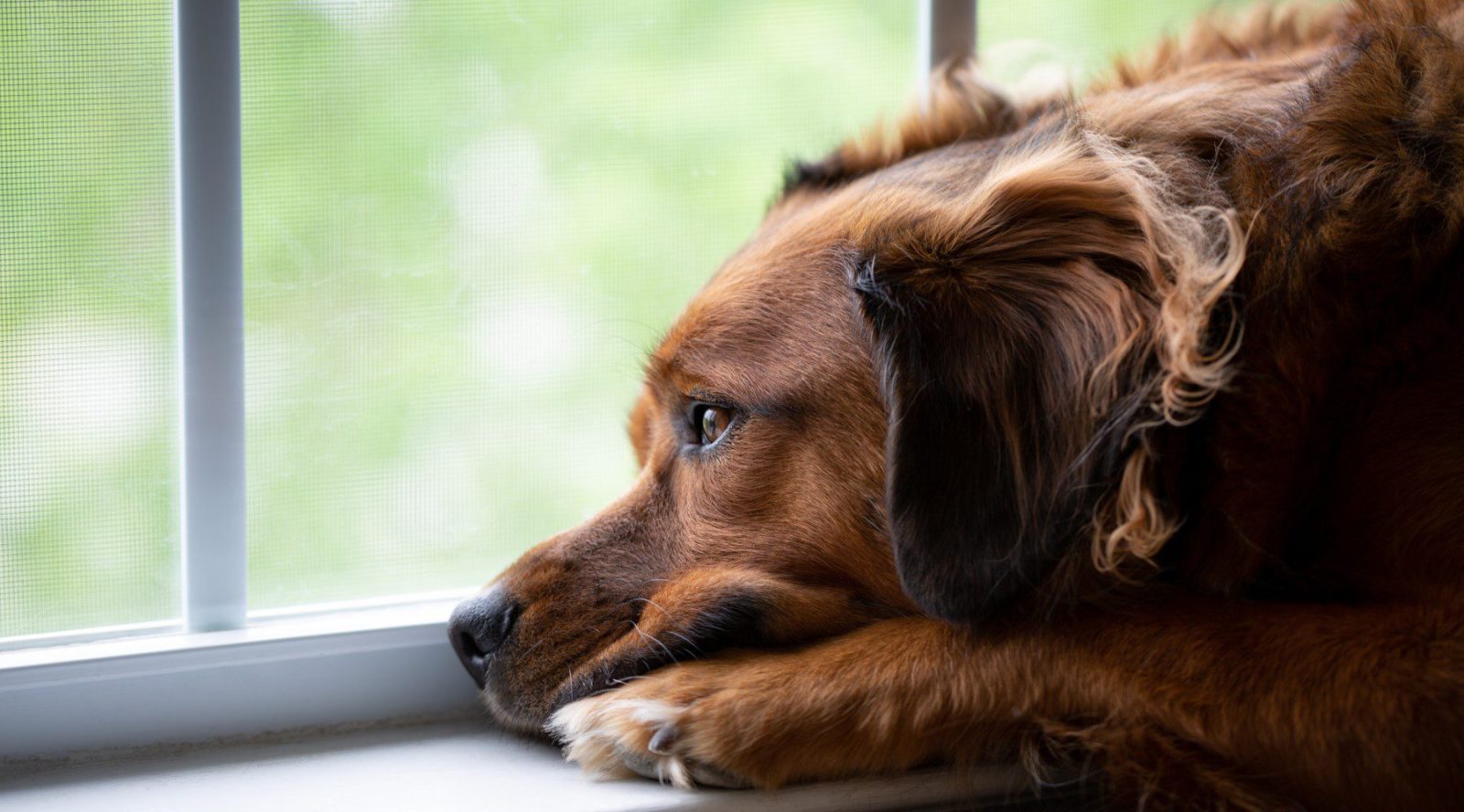 Pets in divorce or separation